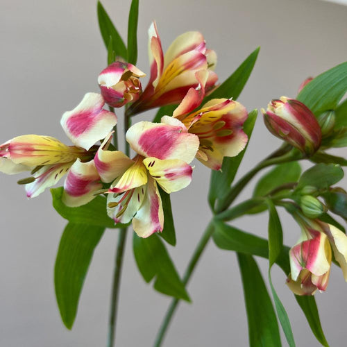 Alstromeria Cornish Stem Grade 10 Stems - Rhubarb & Custard