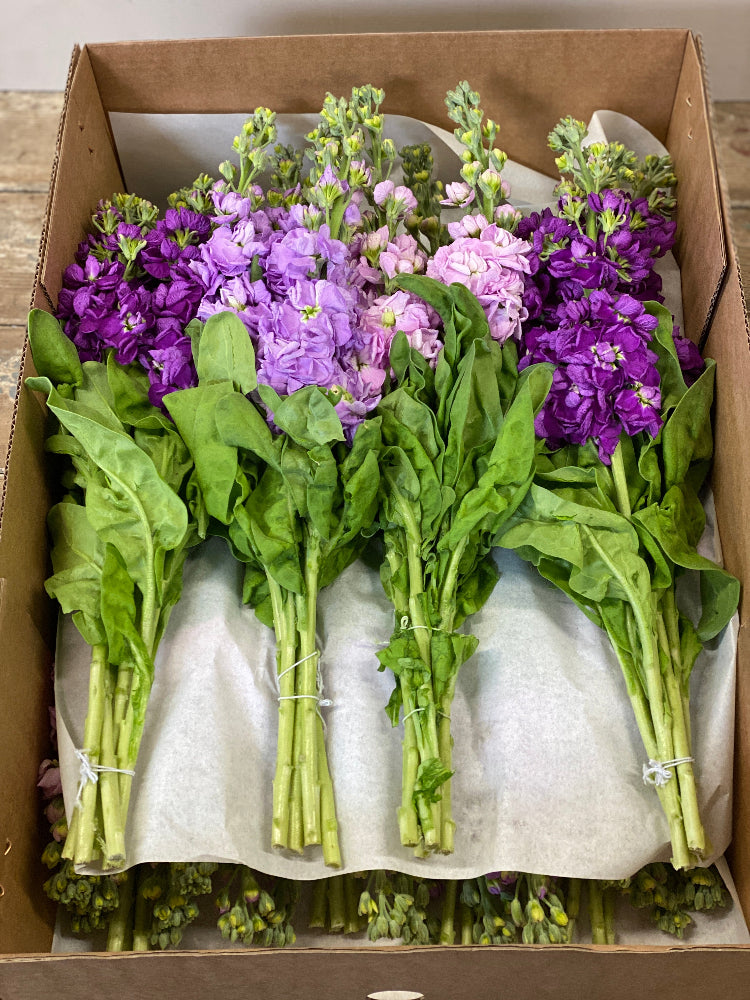 Scented Stocks-Standard Grade-Box 60 stems (65p)