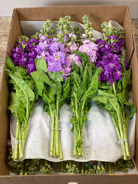 Scented Stocks-Standard Grade-Box 60 stems