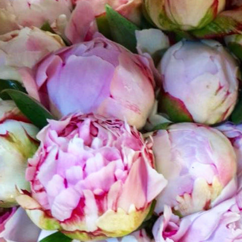 Peony - Sarah Bernhardt - Bunch of 10 Stems