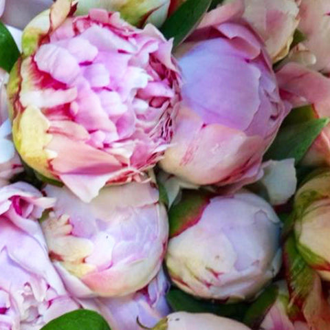 Peony - Sarah Bernhardt **Box Offer** 100 Stems