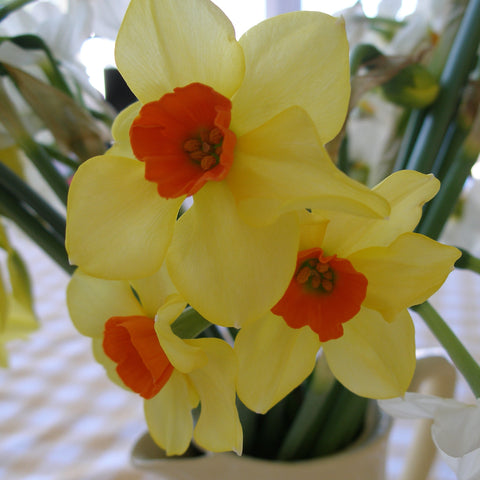 Narcissi - Isles of Scilly - Scilly Pride Bundle of 100 stems