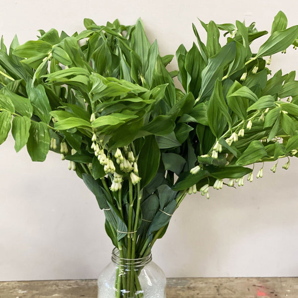 Solomons Seal - Polygonatum Bundle 25 Stems