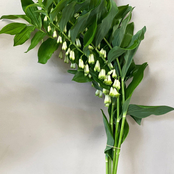 Solomons Seal - Polygonatum Bundle 25 Stems