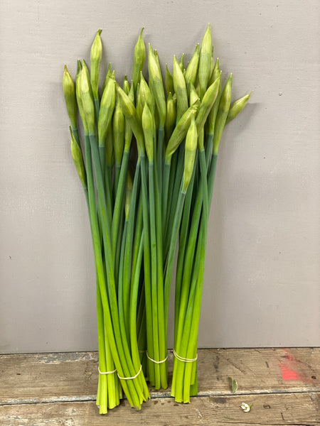Stems of unopened Bunch of Daffodil Flamingo PINK 