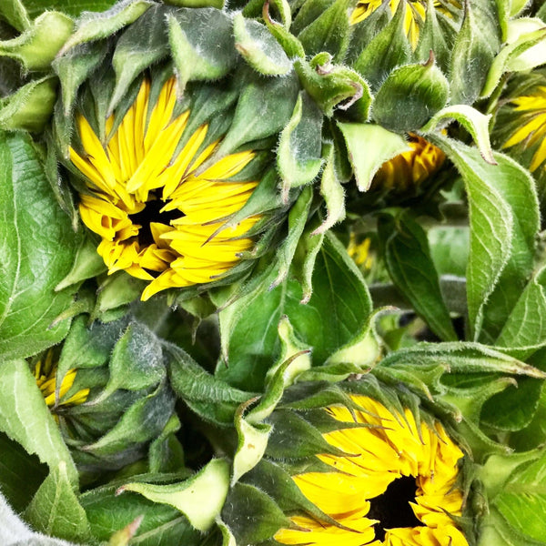 Sunflowers - 10 stems