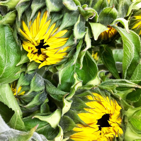 British Sunflowers **Box Offer** 60 stems (50p)