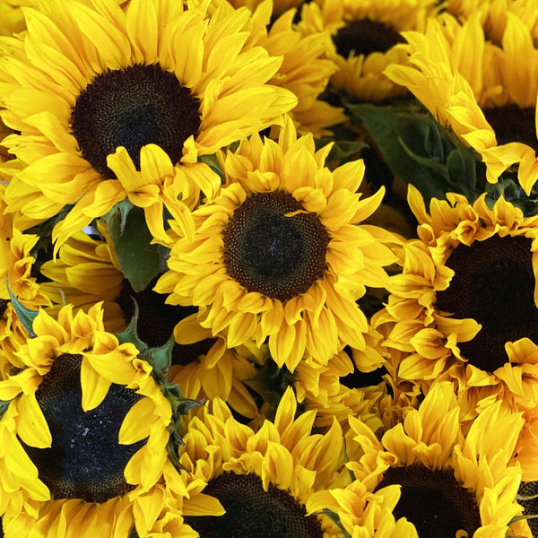 Sunflowers - 10 stems