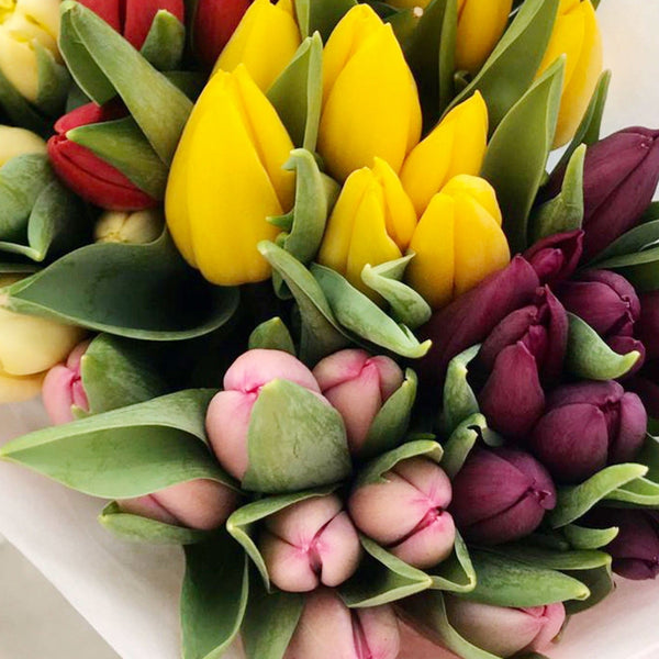 tulips online rainbow