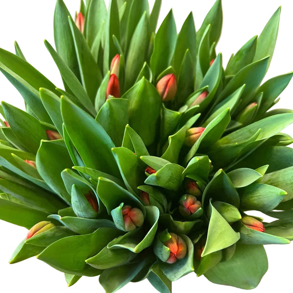 perfect orange tulips