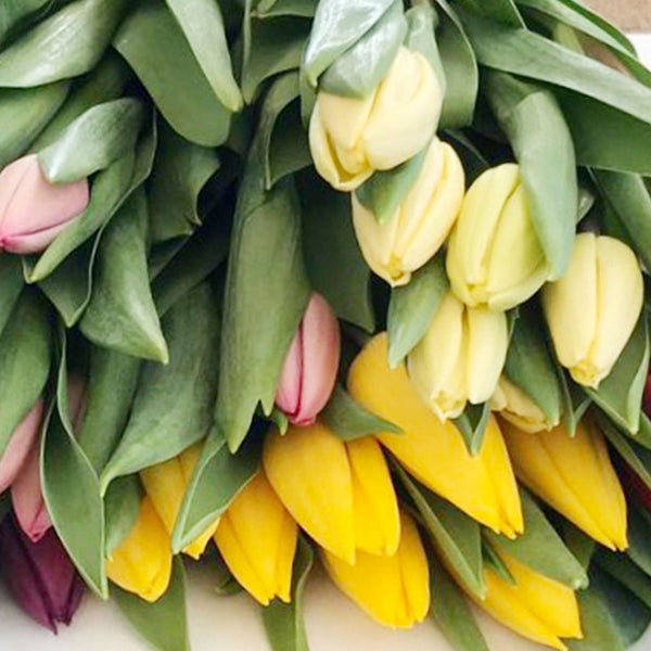 eco tulips UK sale