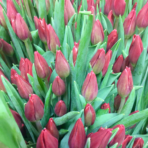 Tulips-Red-Ben-Van-Zanten