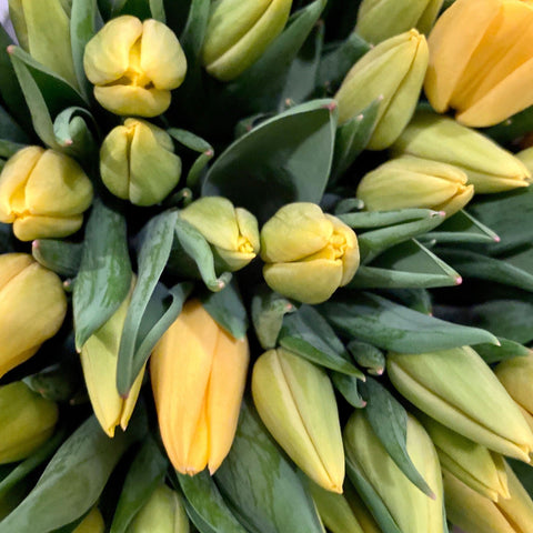 Tulip - Yellow Flight Bundle 50 stems