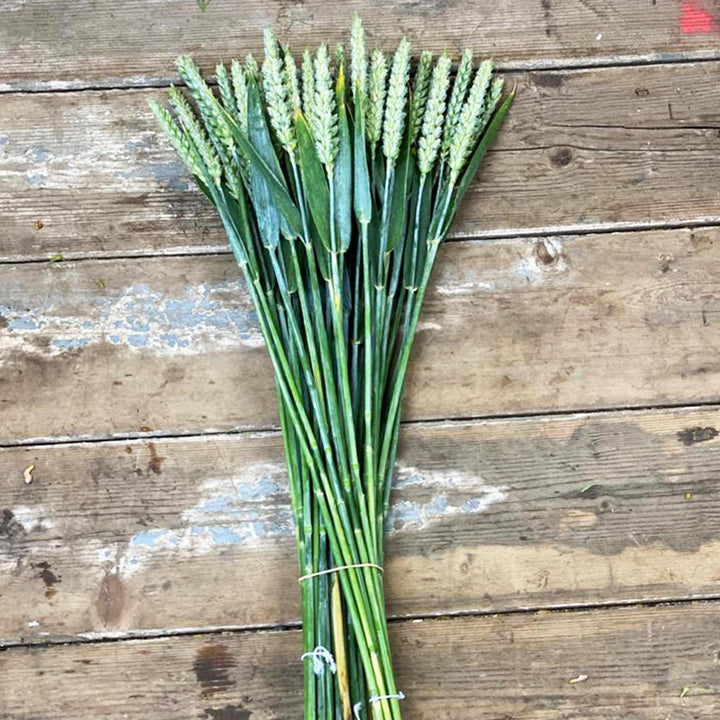 A bundle of wheat stems with green leaves and light green ears, tied with a white string, placed on a rustic wooden plank surface.