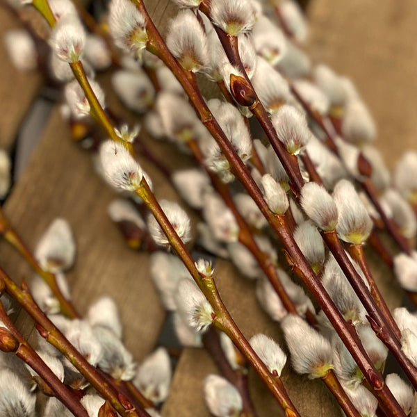 UK grown pussy willow straight stems, Lincolnshire wholesale bundle ideal for planted designs