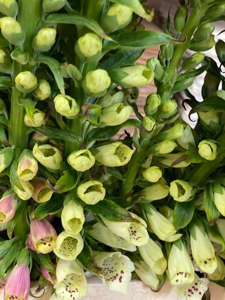 British Grown Foxgloves x 5 stems