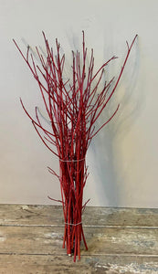 Cornus -RED-Cornish Foliage Bundle of 20 stems