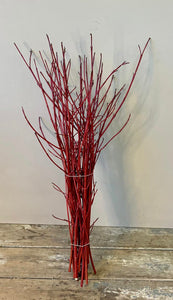Cornus -RED-Cornish Foliage Bundle of 20 stems