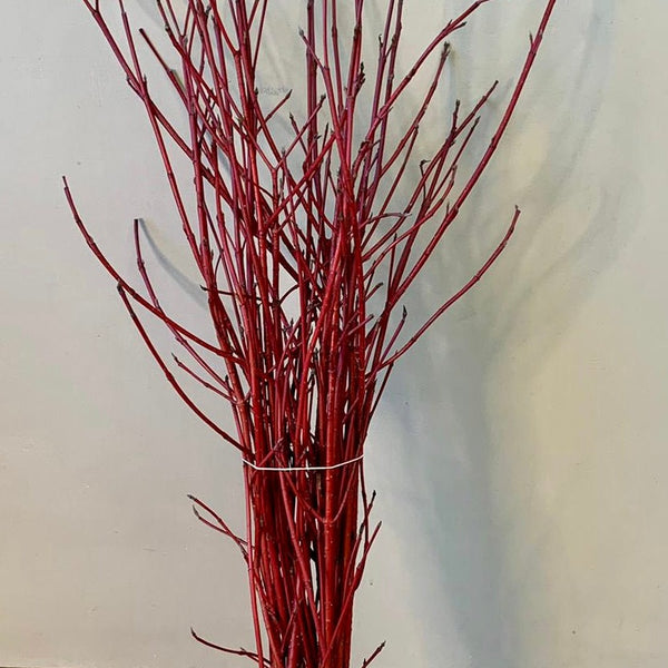 Cornus -RED-Cornish Foliage Bundle of 20 stems