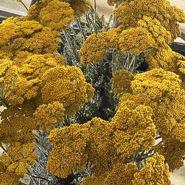 Dried - Achillea 'Cloth of Gold' Bunch of 10 stems