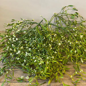 Mistletoe Loose sprigs - British by the kilo