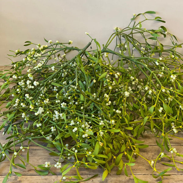 Mistletoe Loose sprigs - British by the kilo