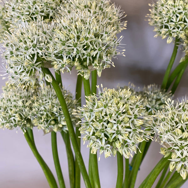 A wholesale bunch of 10 white Allium Mount Everest stems, 60cm in length, showing the large spherical flower heads.