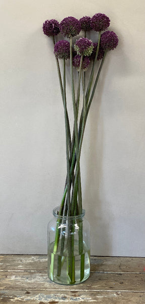 A wholesale bunch of ten tall, straight UK-grown Summer Drummer Allium stems with large, round purple flower heads.