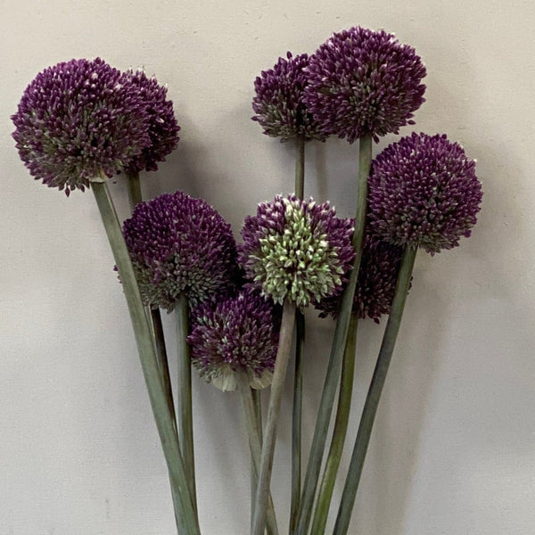 Tall, elegant stems of Summer Drummer Alliums growing in a Cambridgeshire field, showing the spherical flower heads just as the purple colour begins to burst forth.