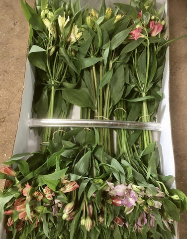Alstroemeria Norfolk Stem Grade - 60 stems **Box Offer**