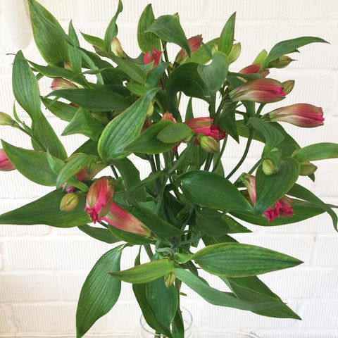 Alstroemeria Norfolk Stem Grade - Orange-Yellow Bi 10 stems