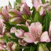 Alstroemeria Cornish Stem Grade **BOX OFFER 60 STEMS**