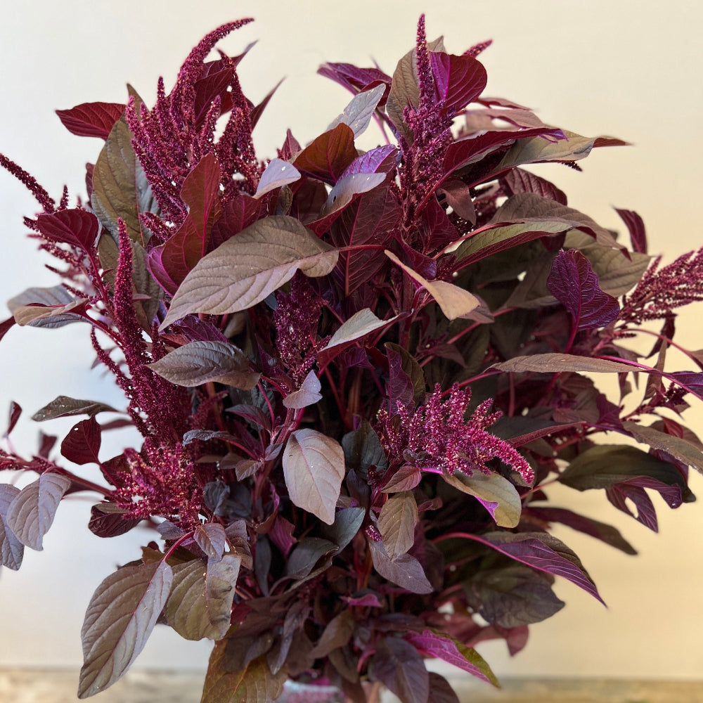 burgundy amaranthus wholesale spalding