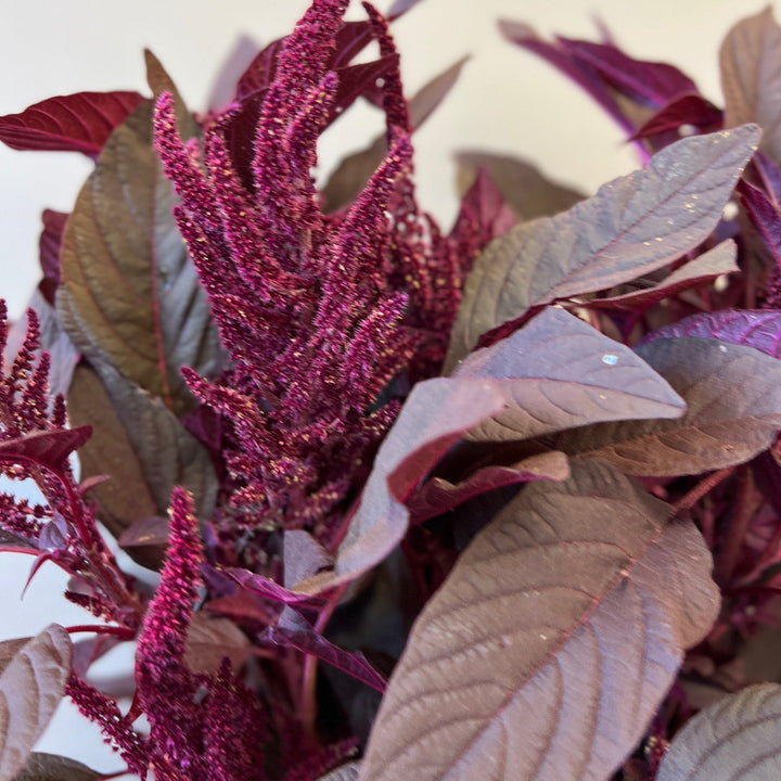 online florist burgundy amranthus UK