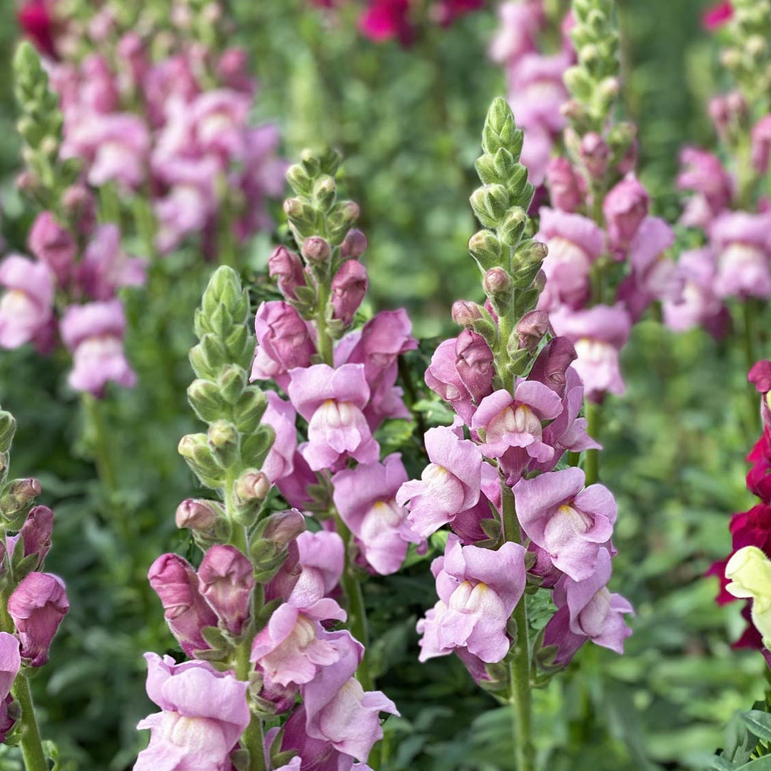 A detailed close-up of individual lavender snapdragon florets, showcasing their classic velvety lips and delicate pastel colouring.