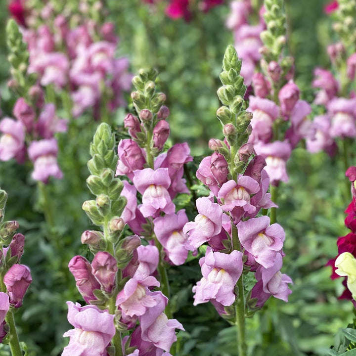 A detailed close-up of individual lavender snapdragon florets, showcasing their classic velvety lips and delicate pastel colouring.