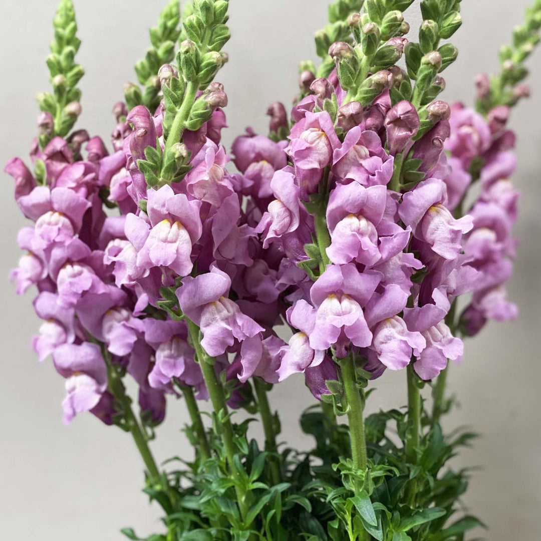 A premium bunch of 10 straight, 70cm tall lavender Antirrhinum (snapdragon) stems showing tightly packed flower spikes grown in Lincolnshire.