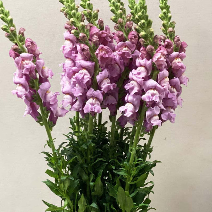 The top tip of a lavender Antirrhinum column stem, displaying healthy green buds preparing to bloom from the bottom up.