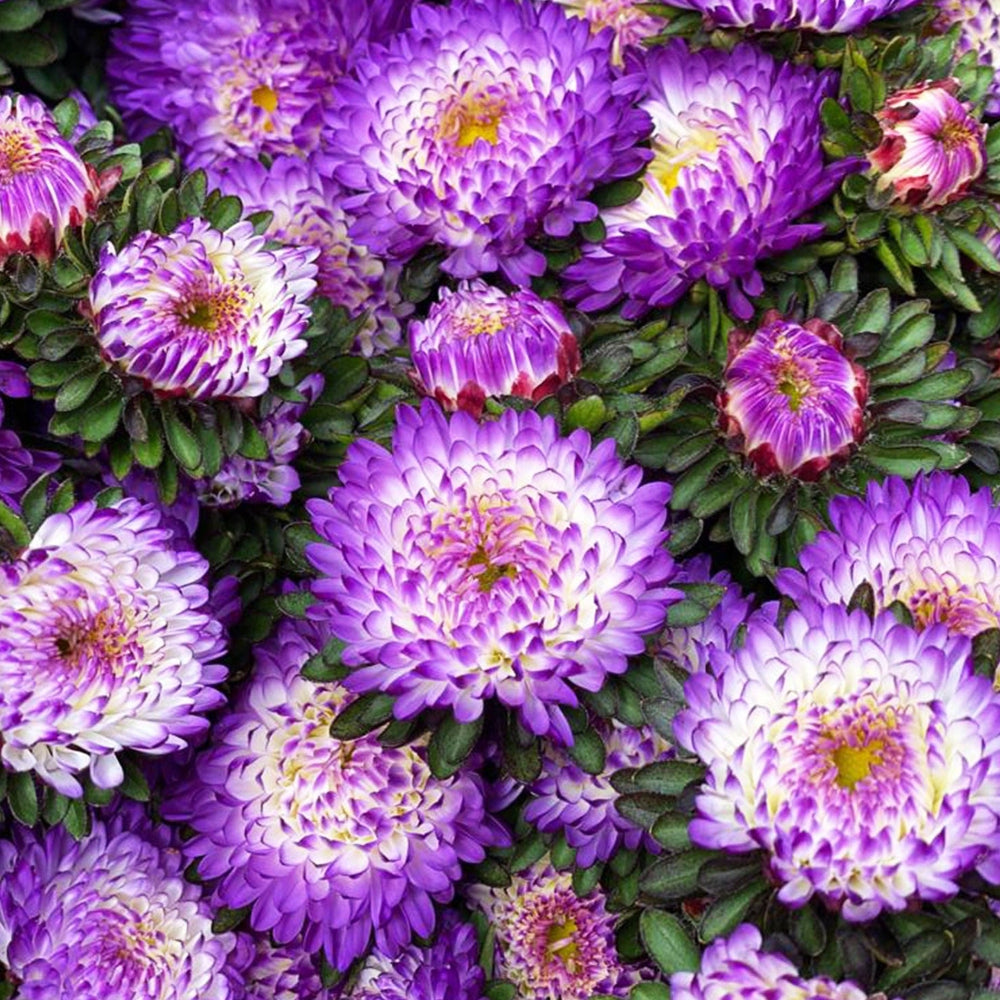 blue filler aster spalding lincolnshire