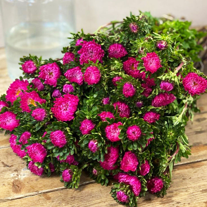 Macro close-up photo of the vibrant, dark pink daisy-like flower heads of a UK-grown Aster.