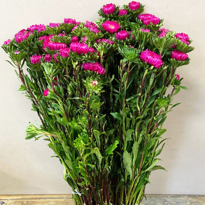 A full wholesale box of UK-grown dark pink Asters packed fresh from the Norfolk nursery.