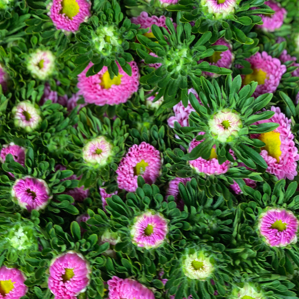 Macro close-up photo of the vibrant, pink daisy-like flower heads of a UK-grown Aster.