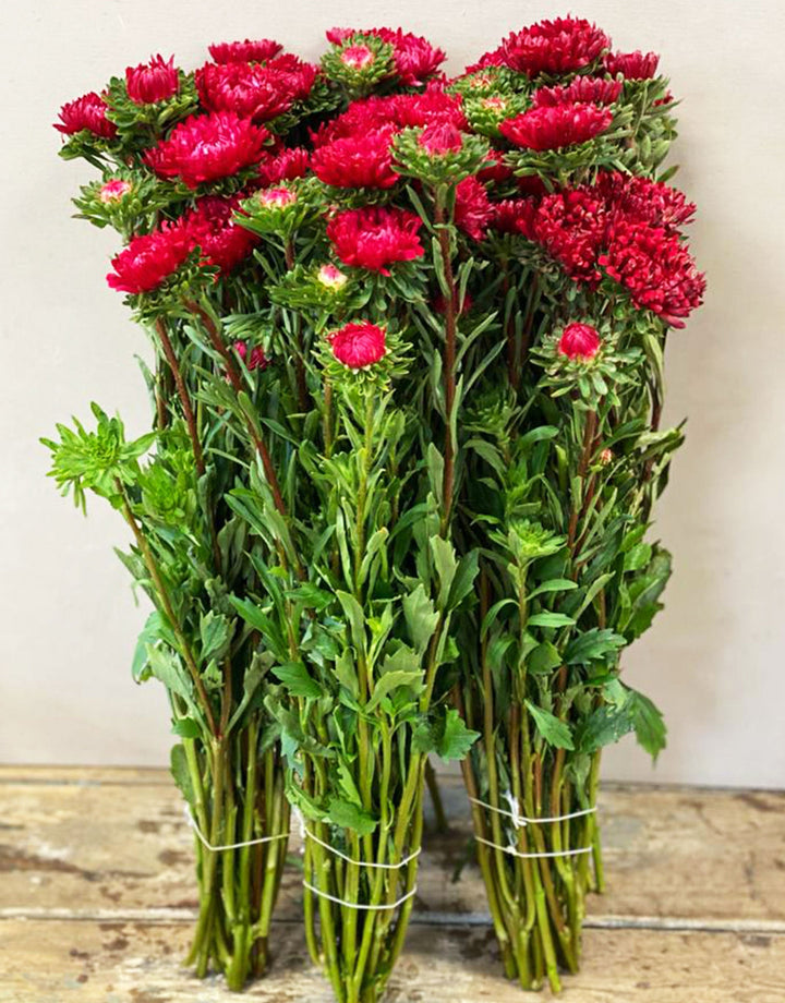 A bundle of three freshly harvested red Aster bunches from a Norfolk grower, showing dense, multi-headed stems.