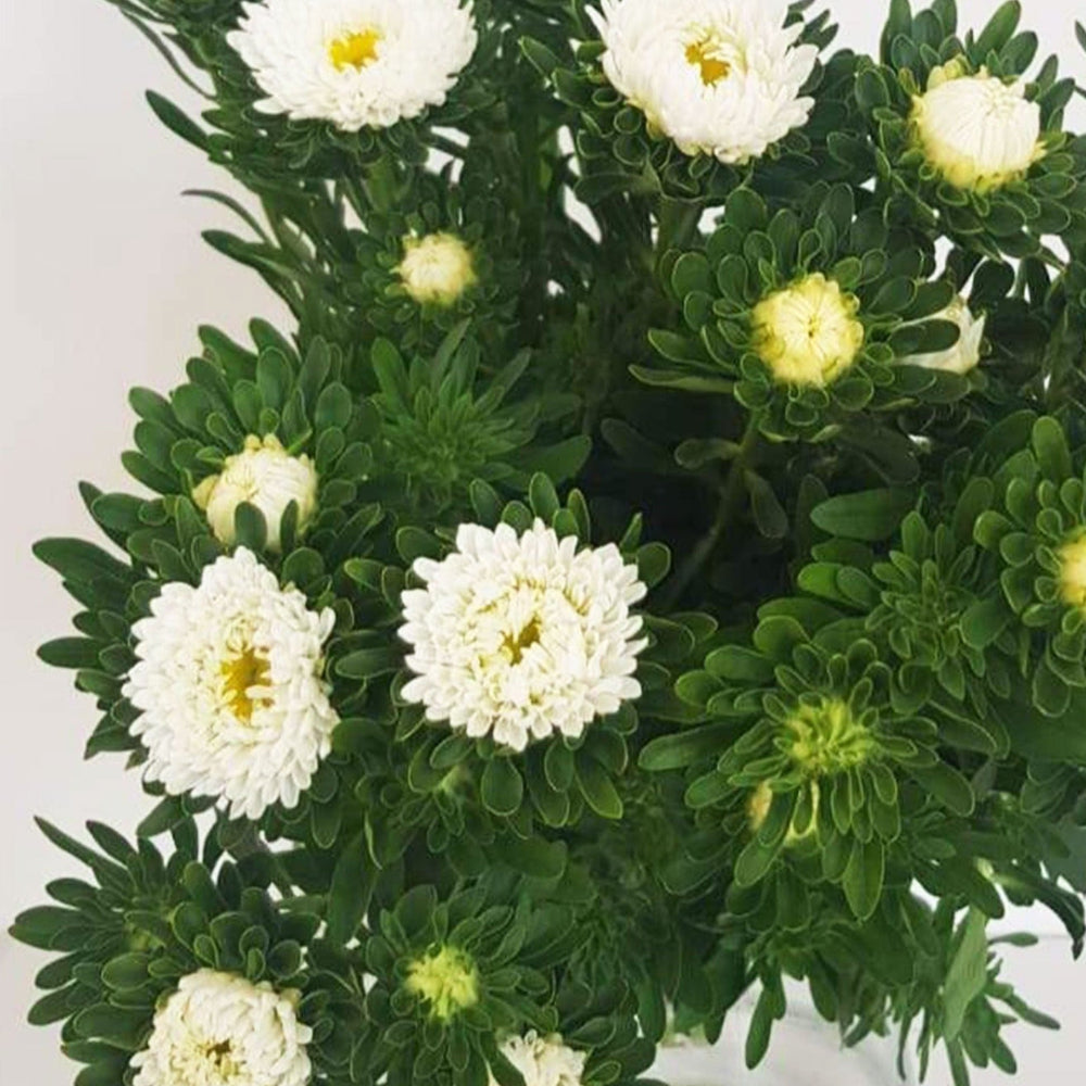 Macro close-up of a white Aster flower head, showing the detailed daisy-like petals and yellow-green central disc.