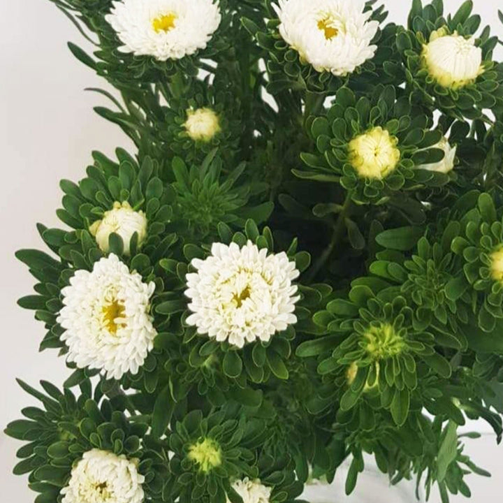 Macro close-up of a white Aster flower head, showing the detailed daisy-like petals and yellow-green central disc.