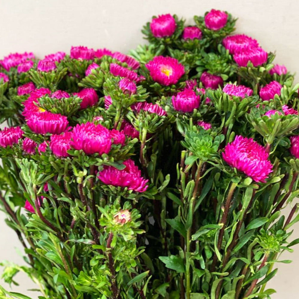 wholesale pink tipped aster online