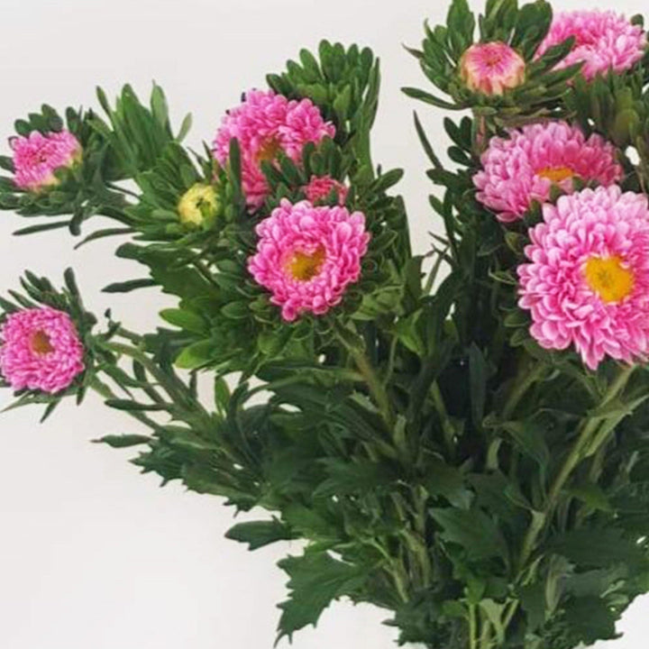 buy pink asters online now