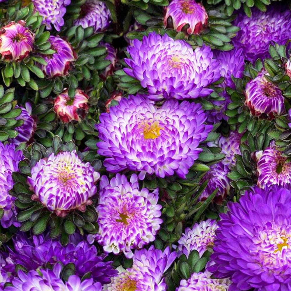 Macro close-up photo of the vibrant, blue-tipped daisy-like flower heads of a UK-grown Aster showing the lavender edges.