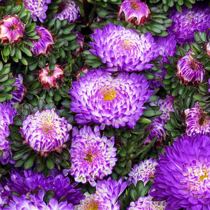 Macro close-up photo of the vibrant, blue-tipped daisy-like flower heads of a UK-grown Aster showing the lavender edges.