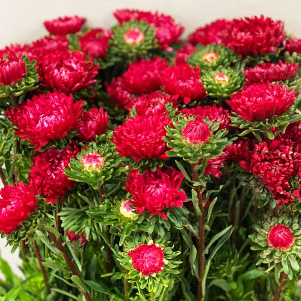 buy red aster spalding norfolk grown